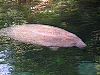 Dugong (00)